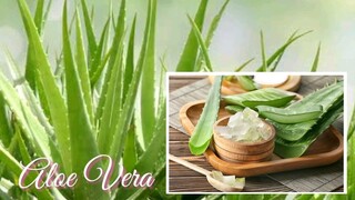 MGA NAKAKABILIB NA KAKAYAHAN NG SABILA BILANG PANGLUNAS | ALOE VERA | HERBAL MEDICINE | Tenrou21