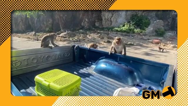 Primate pandemonium