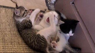 VID_20250315