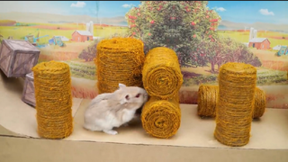 ภารกิจของหนูแฮมสเตอร์ EP 81