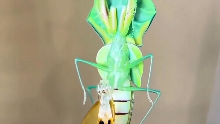 Chú bọ ngựa tưởng chừng yếu ớt vậy mà hung dữ quá, gặp phải thì phải thật cẩn thận nhé!