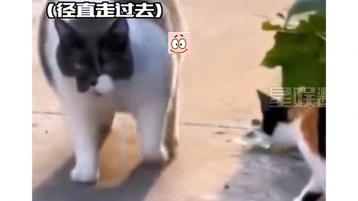 我错过了什么…..喵喵嗷
