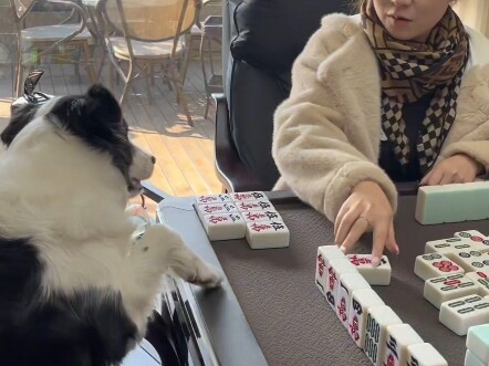 Border Collie Main Mahjong: Tidak Semua Anjing Secerdas Ini