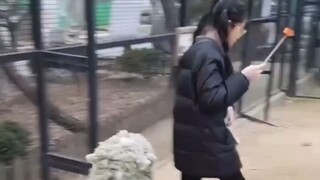 【BABYMONSTER】RAMI喂羊被羊追着跑 弟弟一直搁旁边嘲笑他姐