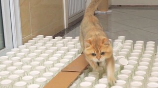 اتضح أن القطط مختلفة حقًا!