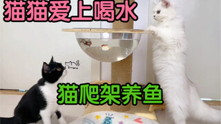 自从我用废弃猫爬架开始养鱼，猫猫们就爱上了喝水！一天能喝大半桶。