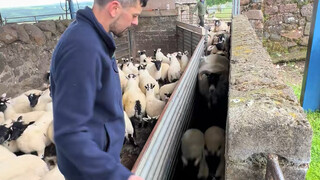 Phân giường cho cừu: quản lý riêng biệt giữa cừu lớn và cừu nhỏ