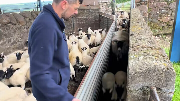 给羊分床：大小羊分开管理