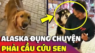 Thanh niên Alaska TO XÁC nhưng khi đụng chuyện thì phải 'CẦU CỨU' con Sen 😅 | Gâu Đần