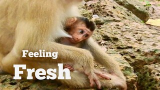 Adorable Baby Monkey Rex​ Can't Stop Milk, Baby Monkey Rex​ Grows Up So Fast
