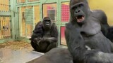 Ayah gorila: aku terlalu gegabah, aku menyesal punya anak seperti ini.