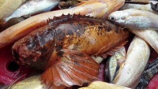 CÁ KHO BẦU • Săn Bắt Nấu Ăn Trên Ghe | Ngư Dân Miền Tây