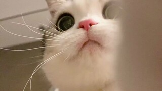 Want to cuddle a cat? Up close and personal! After a tiring day at work, come over for some cuddles.