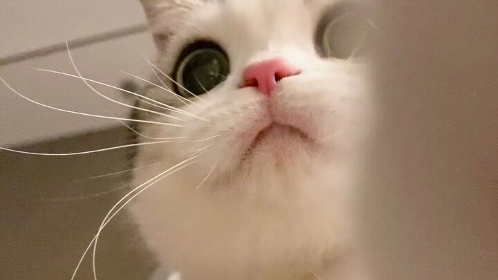 Mau mengelus kucing nggak! Yang dari dekat banget gitu! Setelah lelah bekerja seharian, ayo kelus se