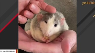 The young lady raises two fancy rats, and one of them has a personality that's just like a little do