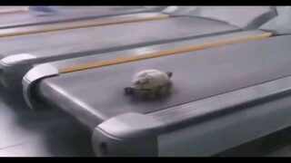 Crazy Turtle