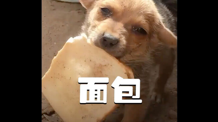 Anak anjing berusia sebulan ditinggalkan dengan kejam, tapi sebuah roti kecil berhasil menyentuh hat
