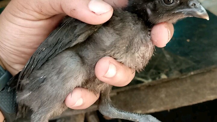 3 kalpara blood silver skin