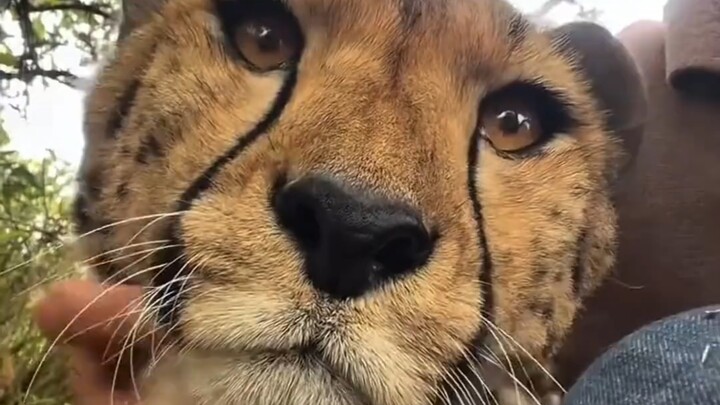 Can I pet this?