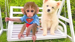 Baby monkey Bon Bon plays swing with puppy and swims with rainbow balloons