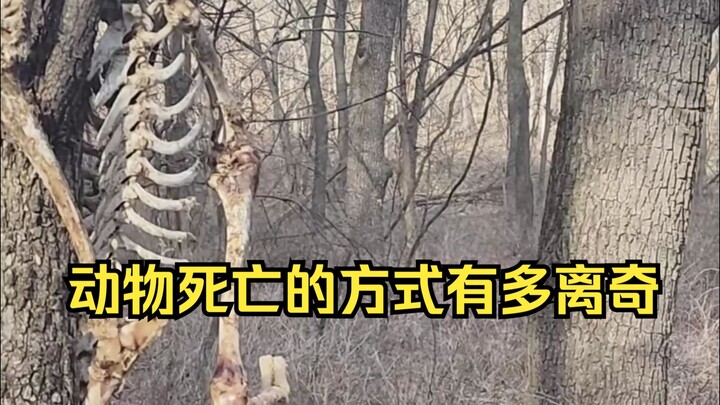 Identification of Mysterious Animal Deaths 36