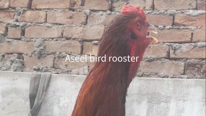 Pakistani aseel bird rooster