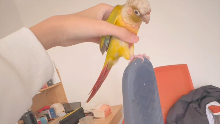 The Craziest Bird in History