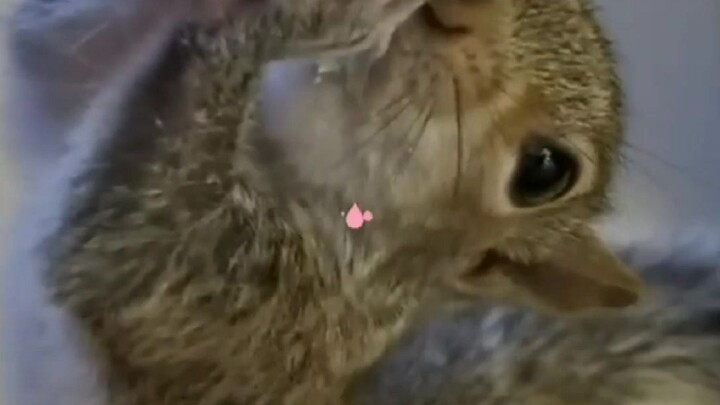 قرّرت السنجابة البرية أن تصبح جارة للشخص الذي أنقذها وربّاها!