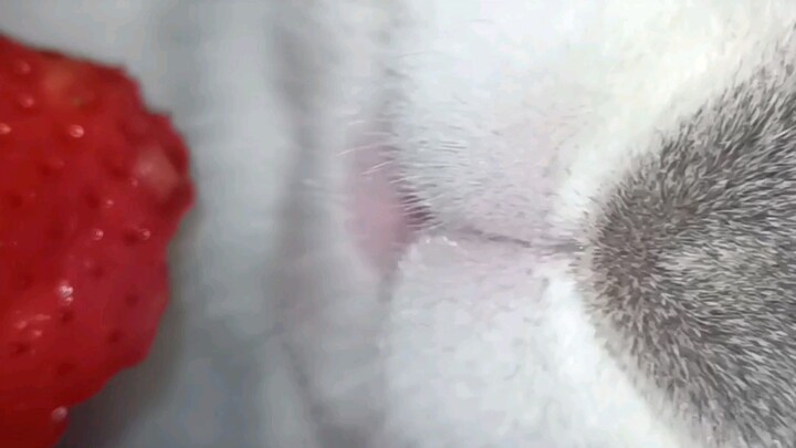 ميشو يأكل الباندا: فراولة