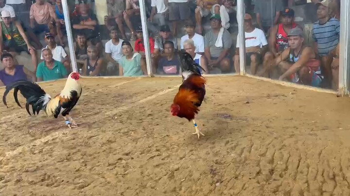 April 05 2026 hack fight batobalani cockfit San roque 3rd fight