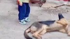 Anak itu meminta anjingnya menggigit ibunya. Anjing itu menatapnya dengan serius lalu berpura-pura t