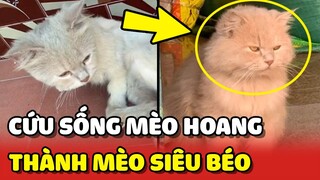 Hành trình cứu sống bé MÈO HOANG để trở thành siêu mèo BÉO Ú 😅 | Yêu Lu