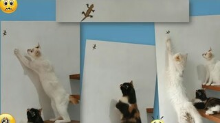 Cats reaction to FAKE LIZARD || Clowder Zone