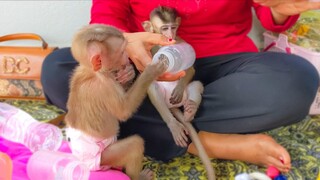 Adorable Toto sit down very mannered on Mom's lap waiting for freshwater