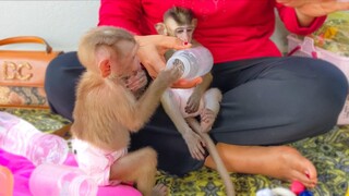 Adorable Toto sit down very mannered on Mom's lap waiting for freshwater