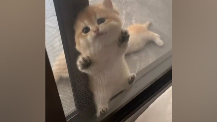 You call this a little kitten??