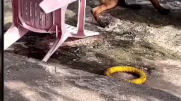 #ของรักของหวง