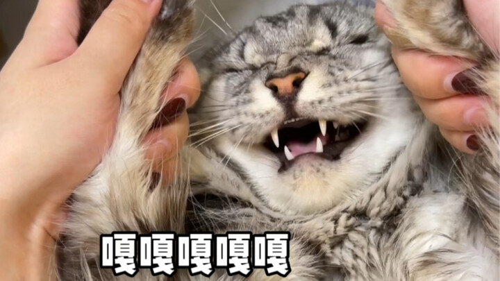 شوف الفيديو كاملاً واكتشف الأصوات المختلفة لقط المين كون!