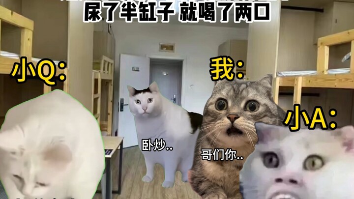 [Cat Meme] The “Drink Niao” Incident