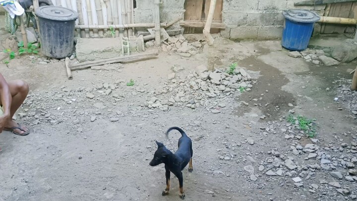 galawan ng stag palo ng palo hahaha wala pang diskarte😅