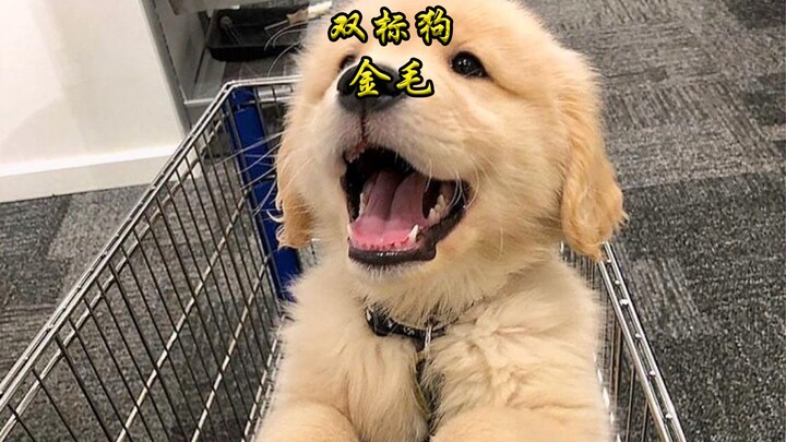 Double-standard golden retriever