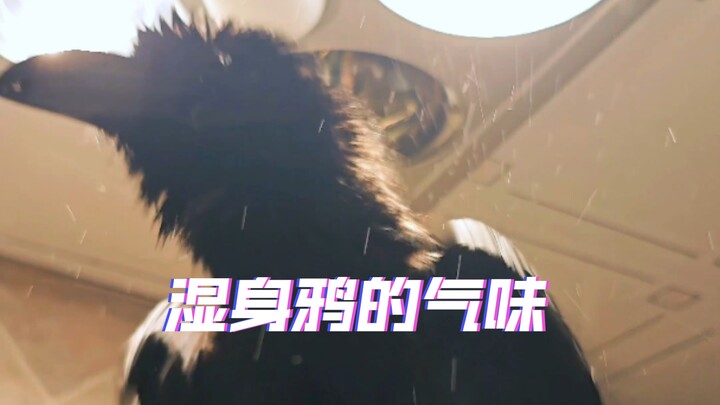 The scent of a wet crow—let me get closer and sniff it for you.