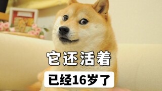 神烦狗，表情包鼻祖，已经16岁了！