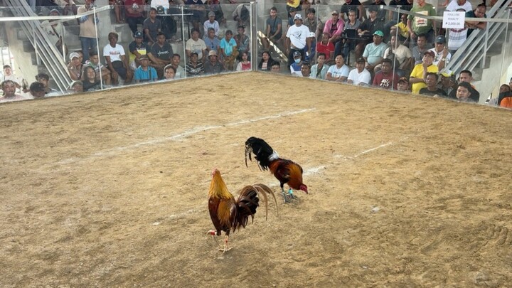 2 hits Ulutan @Double D Cockpit - Draw