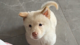 Anjing kecil itu menang dengan melempar cincin itu
