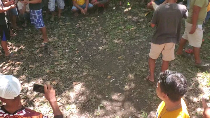 yung kinawawa manok mo sa kanila lahat ng palo yung gante ng api ang malala panalo pa