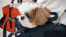 【檀健次】檀小呆,困成狗,哈哈哈哈哈