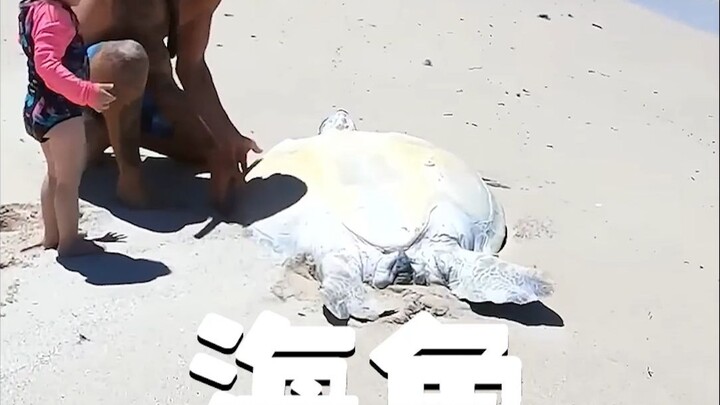 เพื่อหลีกหนีความรบกวนจากเพรียงทะเล เต่าทะเลอายุร้อยปีจึงอาสาขึ้นฝั่งขอความช่วยเหลือ จบลงอย่างอบอุ่นห