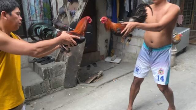 🐓🐓🐓🐓