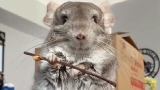 The young man taught Totoro how to lazily mess around with a little stick—and the way he suddenly go